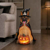 A German Shepherd dog dressed in a Halloween witch costume, sitting on a wooden floor in a living room and holding a glowing jack-o&