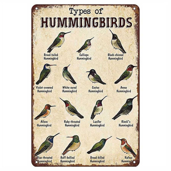 Vintage-style sign with illustrations of different types of hummingbirds and their names.