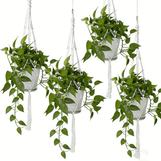 Indoor outdoor hanging plant hangers with green foliage in white baskets