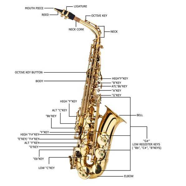 mlnshops Alto Saxophone Gold Finish with Accessories Set