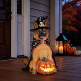 A German Shepherd dog dressed as a witch sits on a wooden front porch with a carved jack-o&