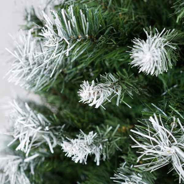 Close-up of a Christmas tree with frosted branches