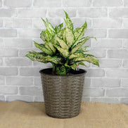 MLNshops Self-Watering Wicker Planter Set