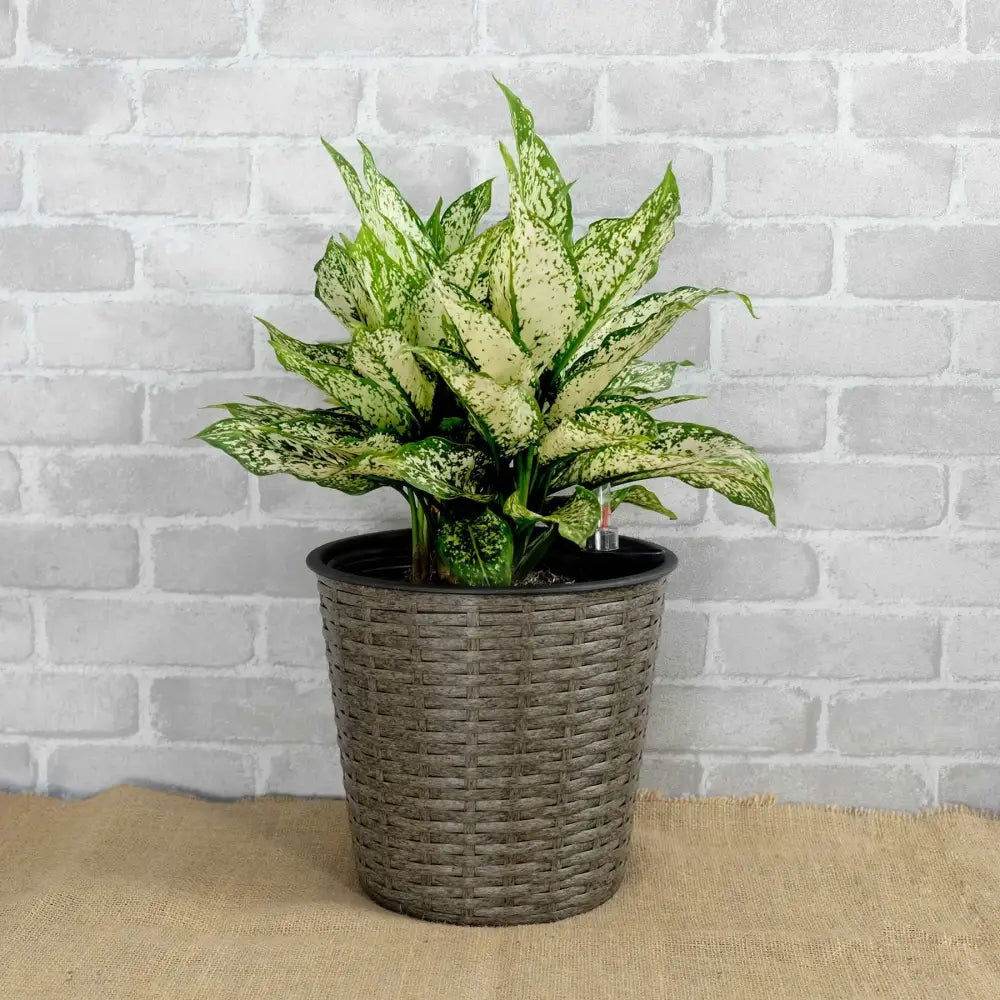 MLNshops Self-Watering Wicker Planter Set