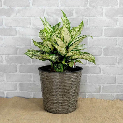 MLNshops Self-Watering Wicker Planter Set