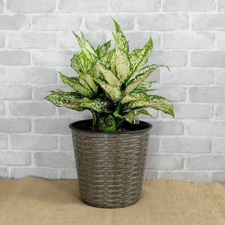 MLNshops Self-Watering Wicker Planter Set